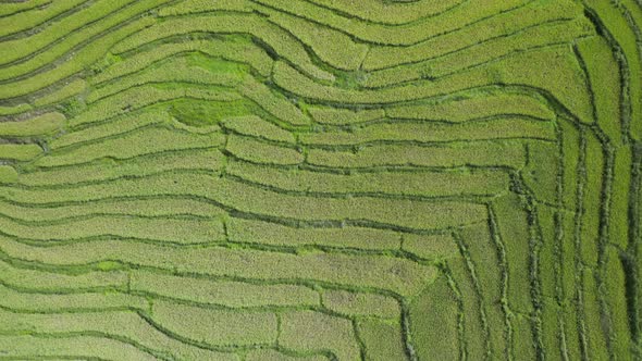 Birds eye view of rice terraces