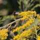 Insect Bumblebee Shrubs 8 - VideoHive Item for Sale