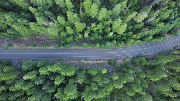 Aerial top-down view of road in a middle of a forest.