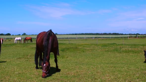 Horses graze in a meadow in a corral on a sunny day