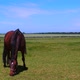 Horses graze in a meadow in a corral on a sunny day - VideoHive Item for Sale