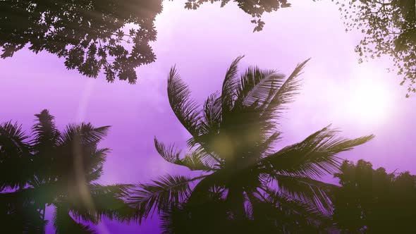 Storm Palms Under Clear 3 Sunset Sky