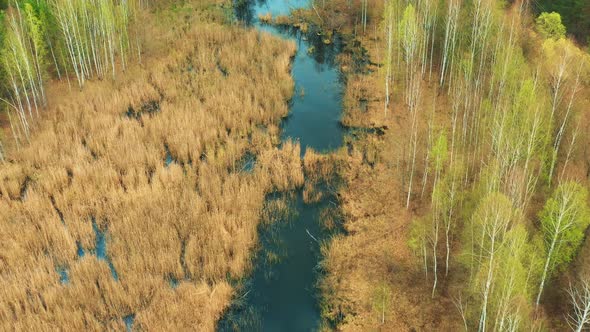 Aerial View Of Young Birches Growing Among Small Marsh Bog Swamp In Spring