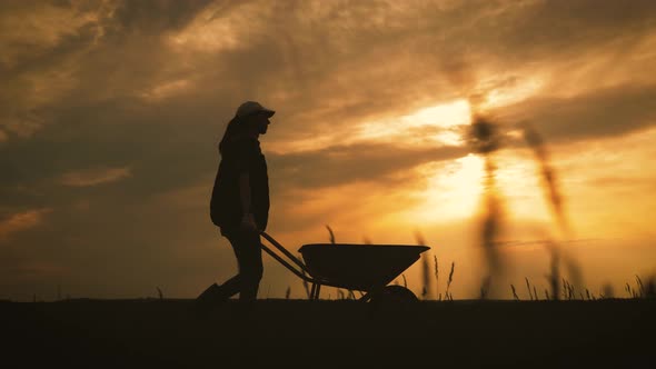 Gardener with Empty Wheelbarrow at Sunset Time