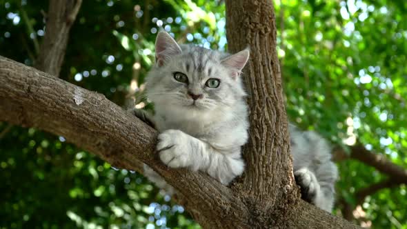 Cute Persian Cat Climbing On A Tree