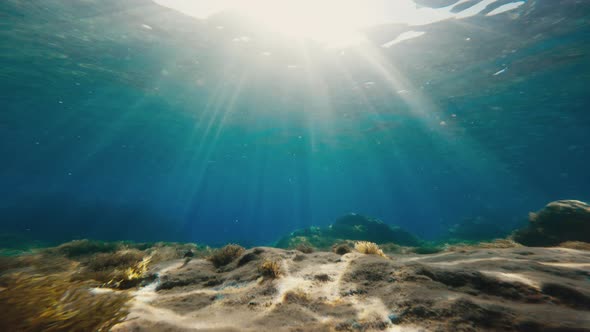 Fish Swim Among the Rocks Under the Ocean