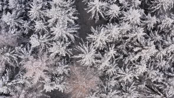 Snowy treetops of a conifer forest, aerial top down shot in 4K in the winter season.