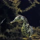 Seahorse Abdominalis Hunting - VideoHive Item for Sale