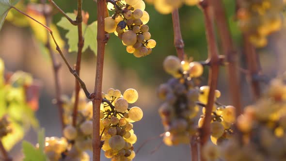 Golden Grapes