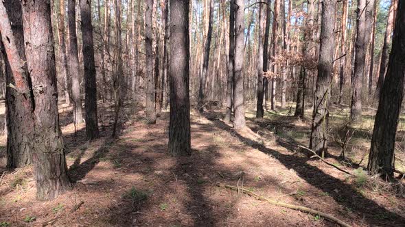 Forest with Pines with High Trunks During the Day