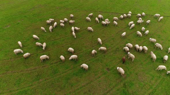 Sheep Grazing