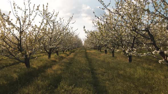 the Drone's Flight Through the Blossoming Cherry Trees