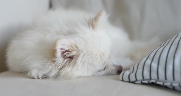 White pomeranian sleep on the sofa