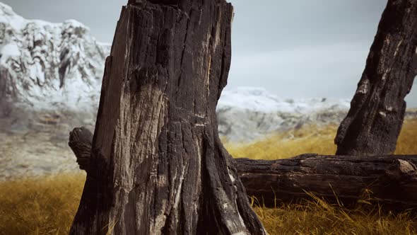 Burnt Tree Logs After Forest Fire