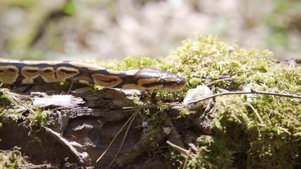 Selective Focus Closeup of Beautiful Anaconda Snake Eunectes Murinus Crawling Among Dry Leaves in