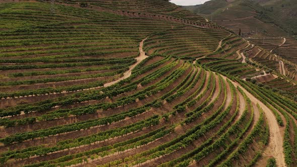 Aerial Beautiful Vineyard Rows of Grapes Plantation