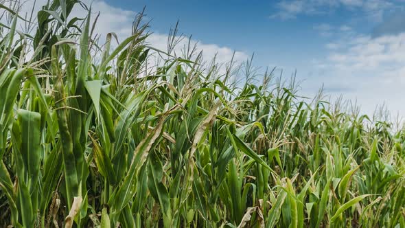 Beautiful Corn Field at Summer