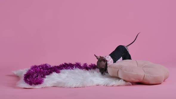 Xoloitzcuintle in the Studio on a Pink Background on a White Fur Blanket Next To a Pillow and Tinsel