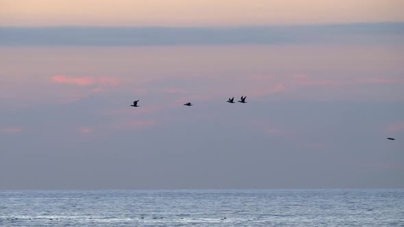 Gannet seabirds flying over the waves under a purple night sky -pan