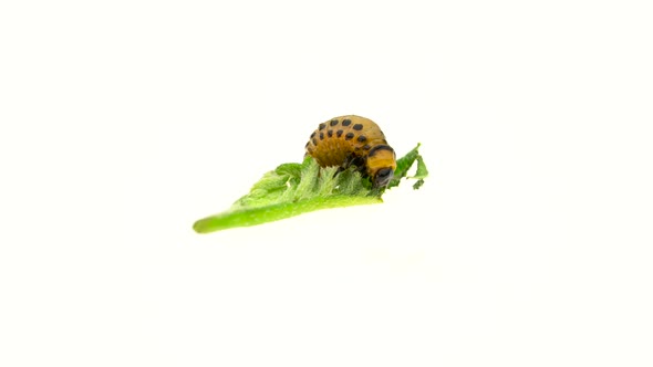 Larva of the Colorado Beetle Eats Leaves and Defecates on a White Background