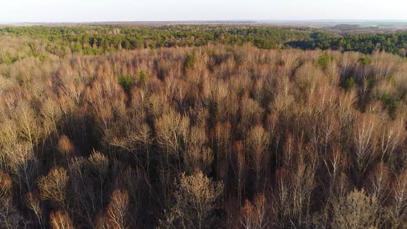 Flying Over the Tops of Bare Spring Trees of Mixed Forest