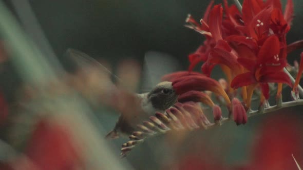 Hummingbird flying and sucking nectar from red flowers, slowmotion