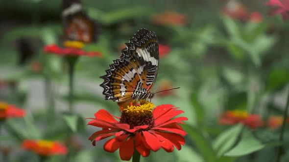 Orange Butterfly Feeds on Nectar From a Red Flower and Flies Away