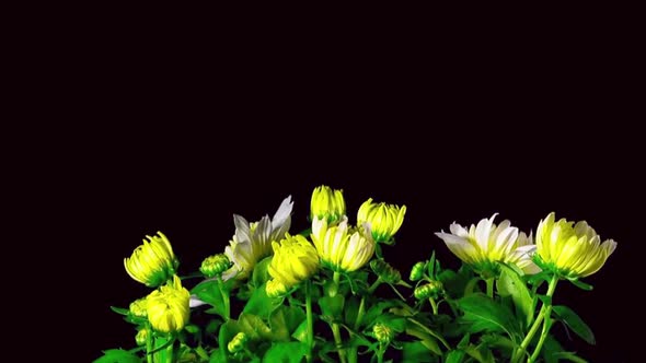 Blooming yellow flowers on black background