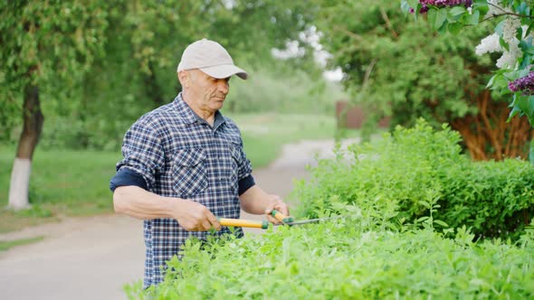 Male Gardener Cutting Ornamental Bushes with Scissors Near Private Yard