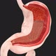 Human Stomach Movements During Digestion - VideoHive Item for Sale