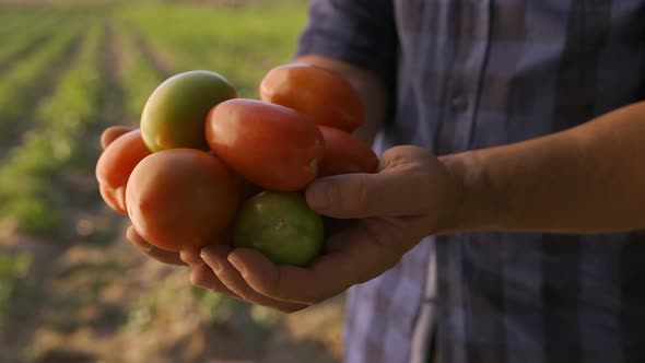 Farmer's Hands Holding Fresh Bio Tomatoes