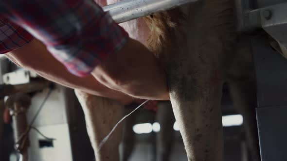 Farmer Hands Milking Cow in Modern Technological Livestock Facility Close Up