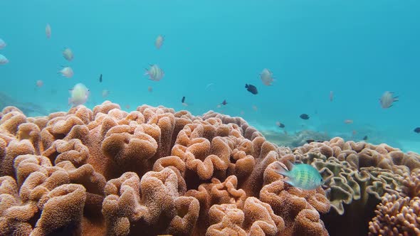 Coral Reef and Tropical Fish Underwater, Leyte, Philippines