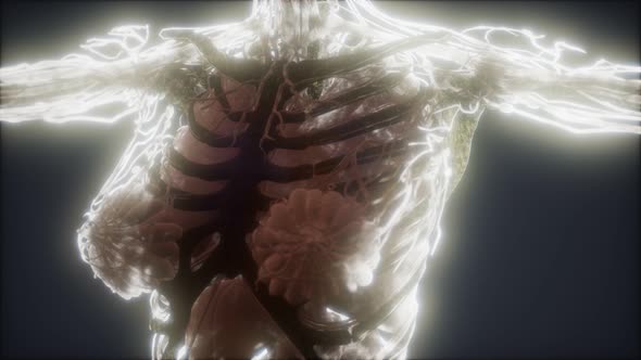 Colorful Human Body Animation Showing Bones and Organs alt