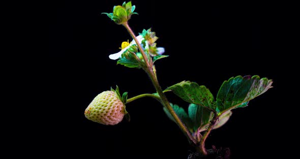 Strawberry Bush Ripens in a Time Lapse on a Black Background, Ripening Remontant Strawberry