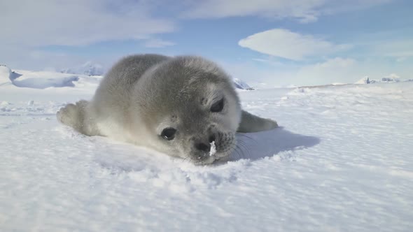 Close-up Baby Weddell Seal, Antarctica