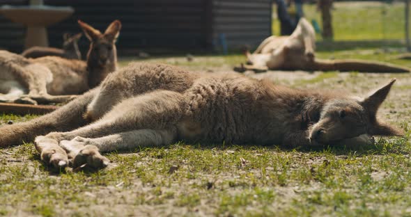 Group of eastern grey kangaroos lying on the ground, resting. BMPCC 4K