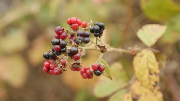 Shallow DOF Rubus fruticosus  fruit 4K 2160p 30fps UltraHD footage - European blackberry bramble clo