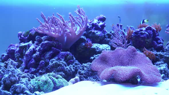 Coral Reef Aquarium with Exotic Fish.