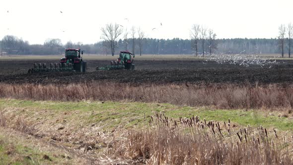 Tractors Plough the Virgin Land for Sowing Grain, Many Birds Come To Eat Food From the Soil