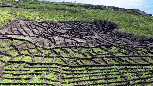 Grape Plantations in the Azores
