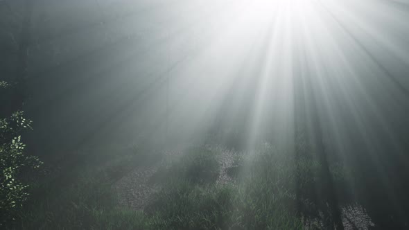 Misty Spring Morning in Pine Tree Forest alt