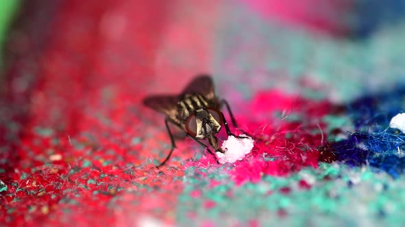 A housefly (Musca domestica) feeding from leftovers on a tablecloth.