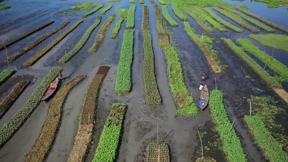 Aerial view of farmers doing the harvest in Banaripara, Barisal, Bangladesh.