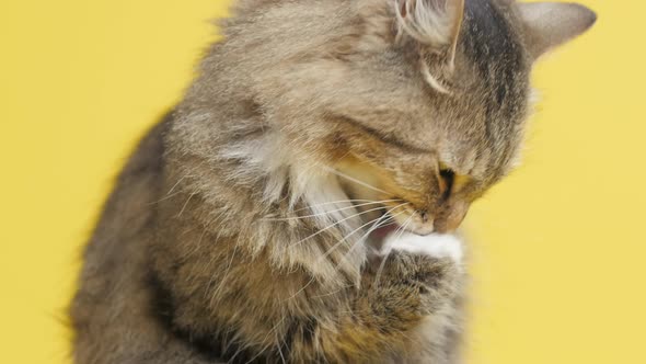 cat on yellow studio background, fluffy Siberian cat licks, concept of pets,