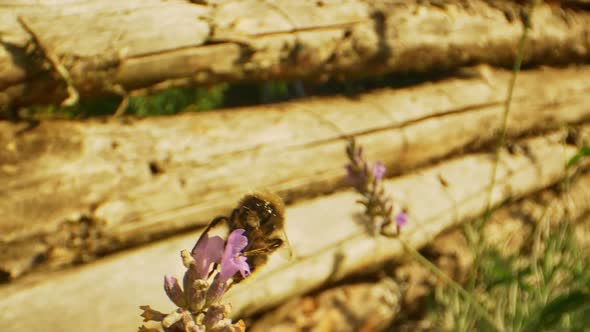 Beautiful Closeup Shot of Bumblebee on Lavender Flower