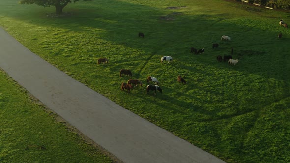 Misty Meadow With A Group Of Small Horses, Drone Stock Footage By Drone Rune 2 1