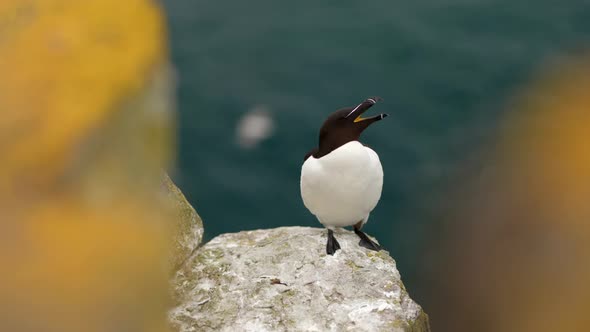 A razorbill (Alca torda) sits on the edge of a rock looking towards the camera while flapping its wi
