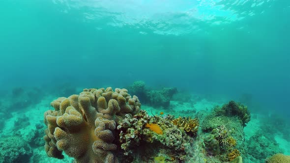 Coral Reef with Fish Underwater. Bohol, Philippines.