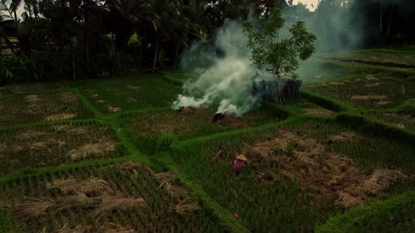 Worker on Rice Field, during harvest in Bali, Indonesia. Drone tripod view, agricultural scene, food